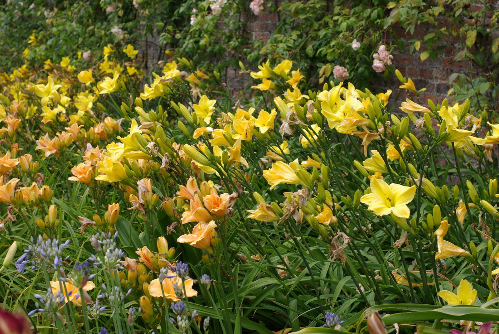 Massif d'hémérocalles Massif d'hémérocalles