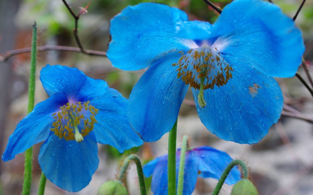 Fleurs bleues, couleur céleste