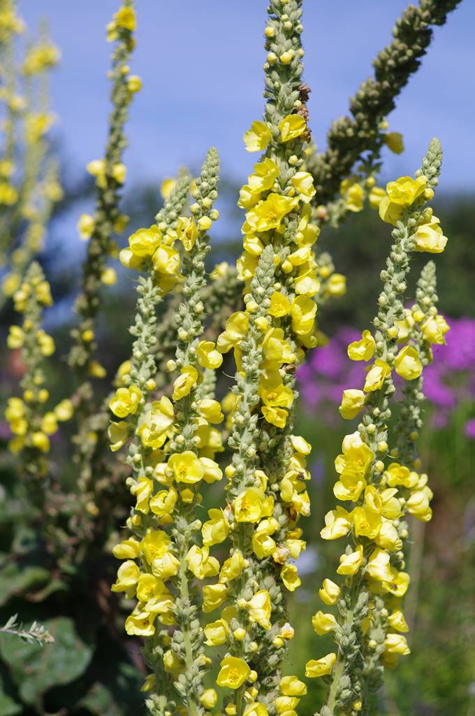 Molène Verbascum thapsus (2) Molène Verbascum thapsus (2)