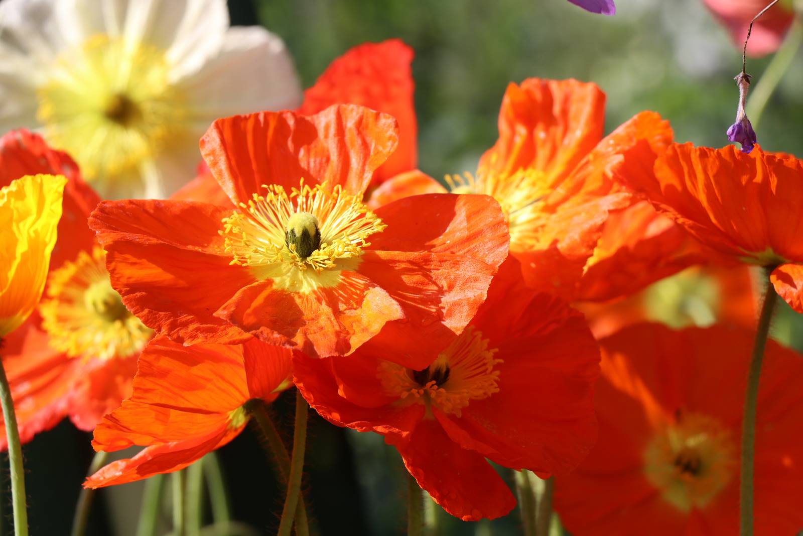 Papaver nudicaule Pavot d'Islande (1)