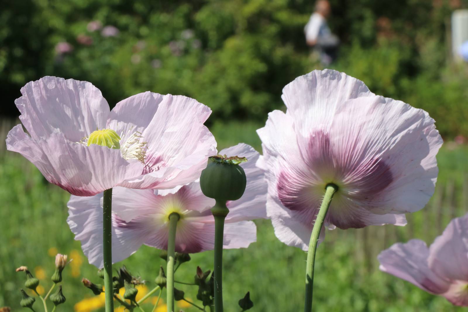 Pavot Papaver somniferum Album