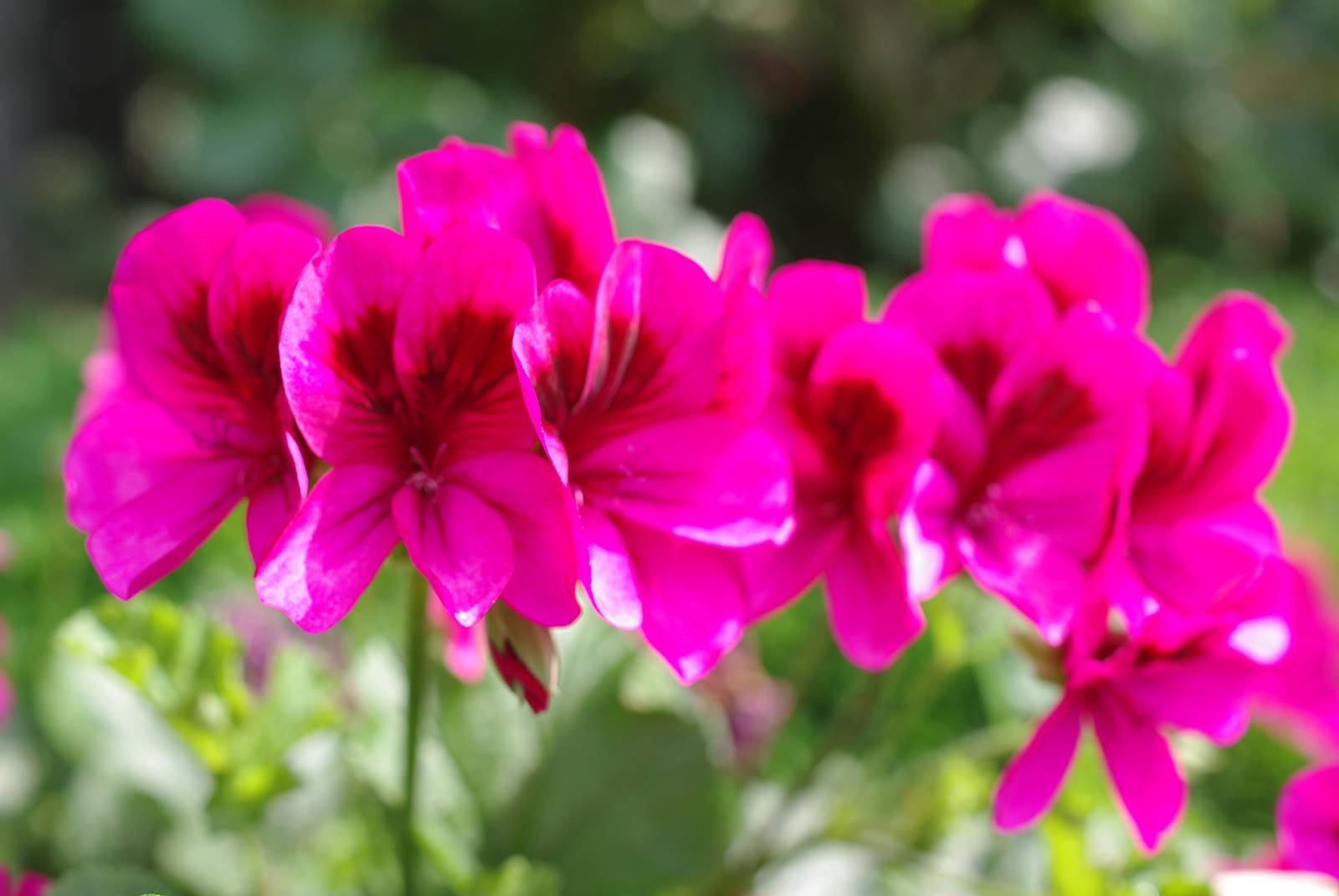 Pelargonium Geranium Pelargonium Geranium