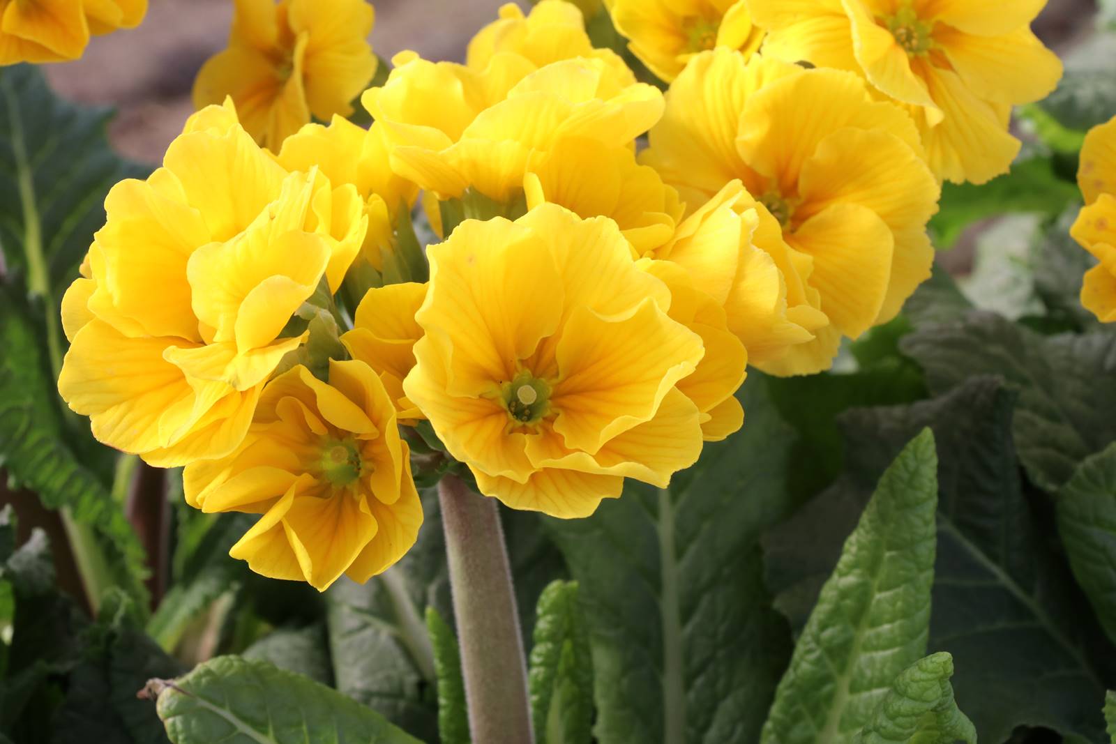 Primevère Primula veris Cabrillo Primevère Primula veris Cabrillo