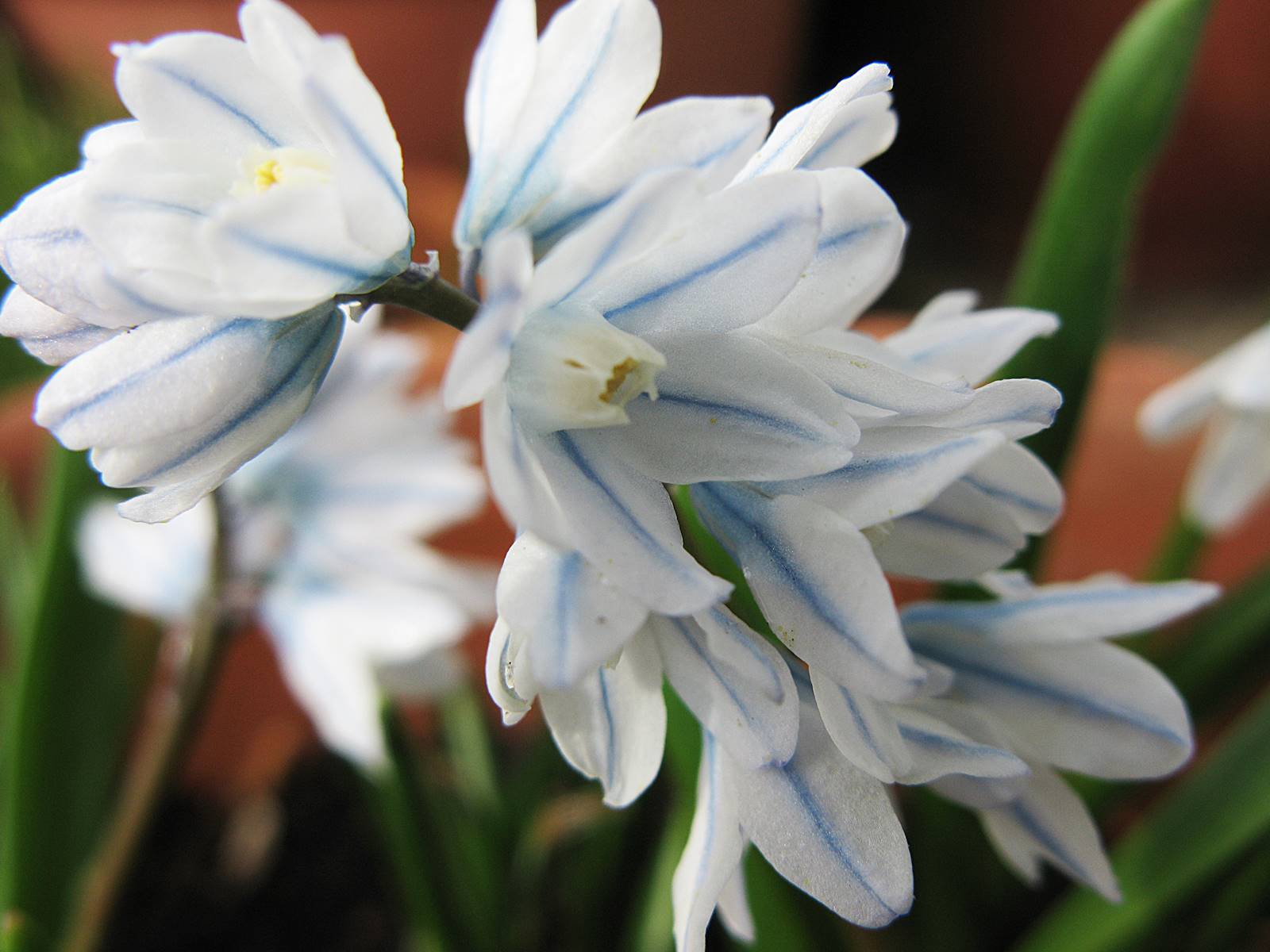 Puschkinia scilloides