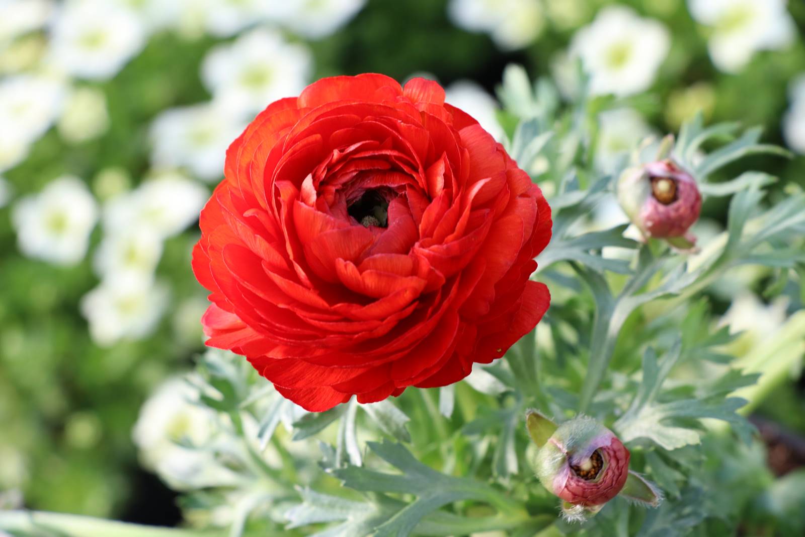 Ranunculus Renoncule