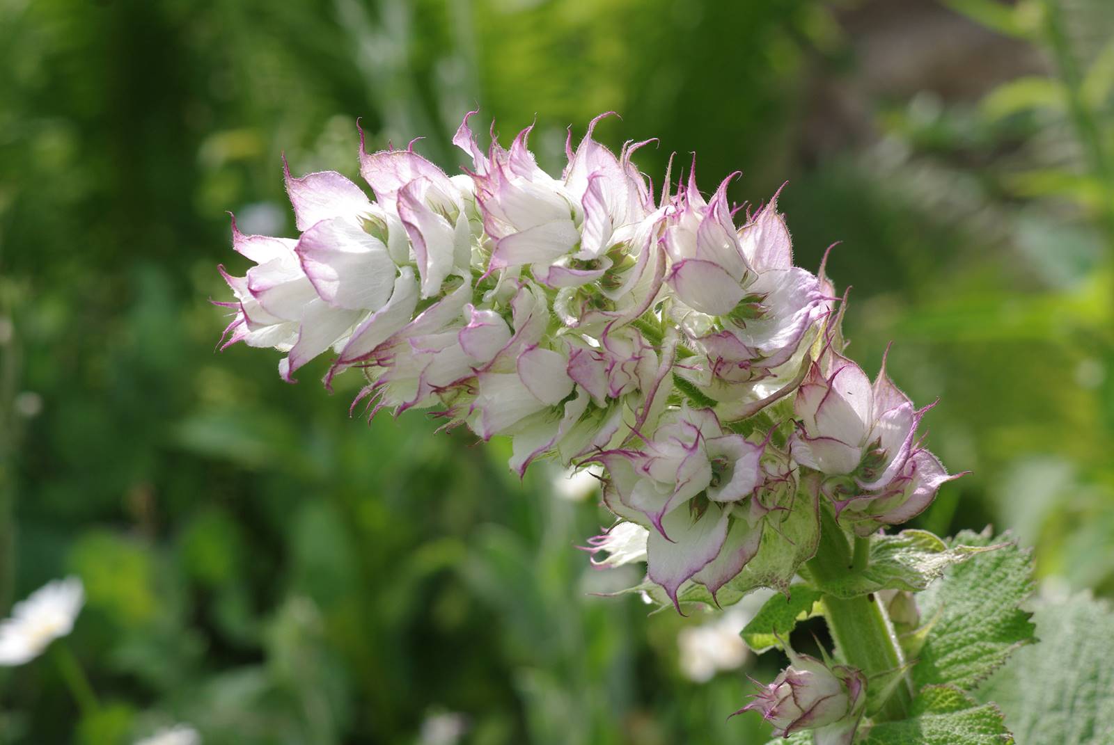 Salvia sclarea Sauge sclarée