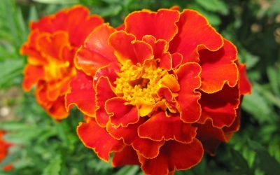 Fleurs orange, couleur épices