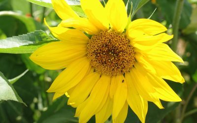 Fleurs jaunes, couleur soleil