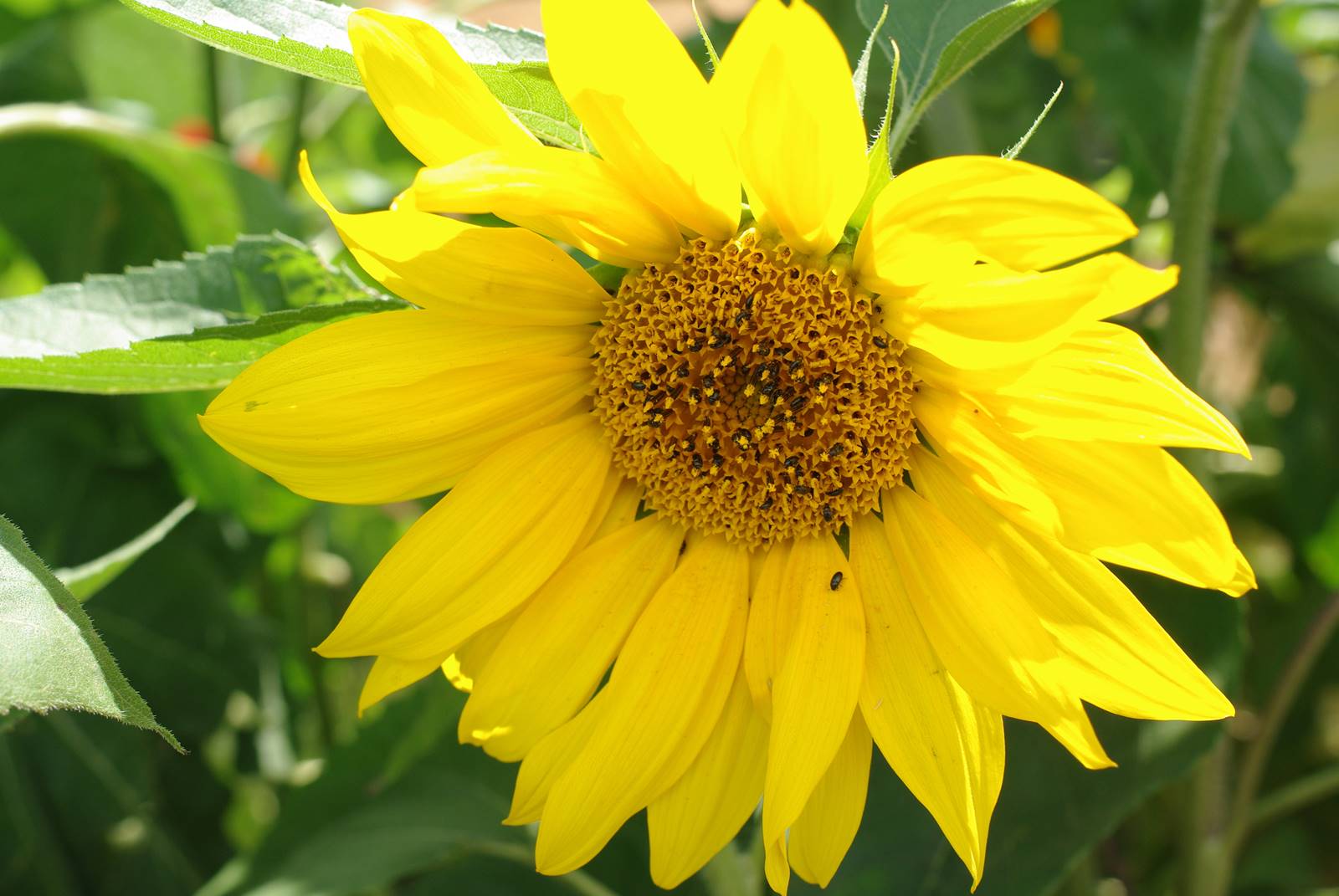 Tournesol Helianthus annuus
