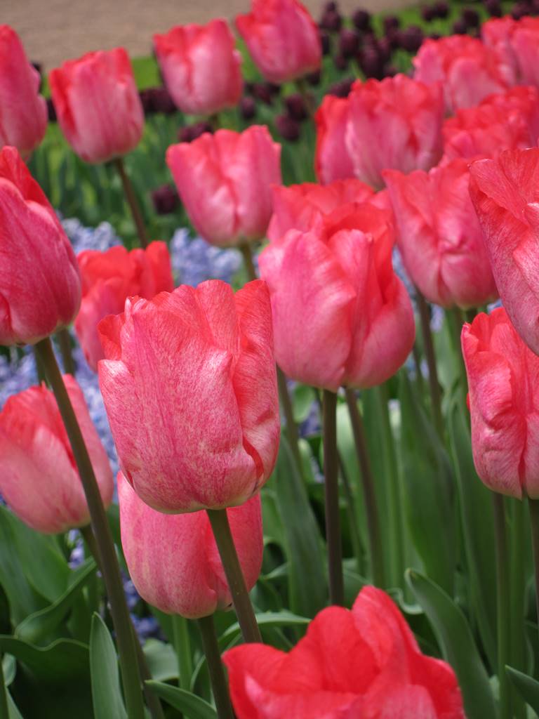 Tulipes