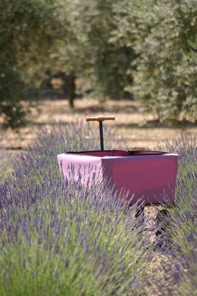 Wagoon (3) Wagoon (3)