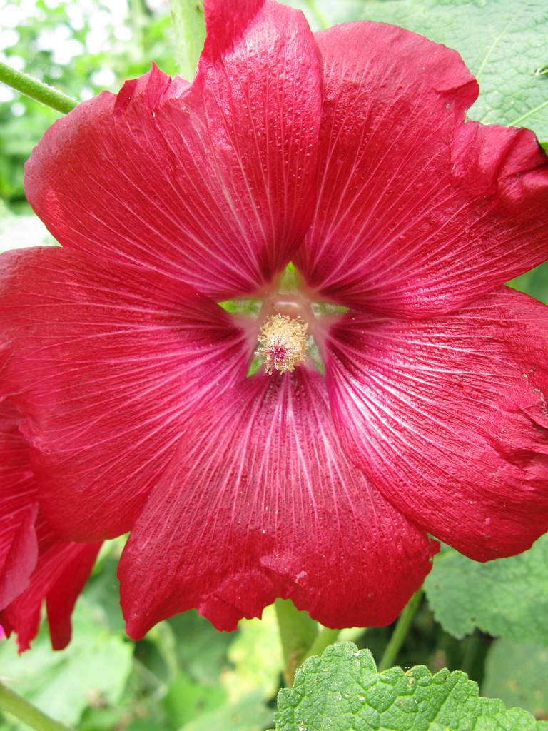 Alcea rosea Rose trémière