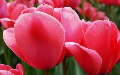 Plantez les bulbes à fleurs du printemps