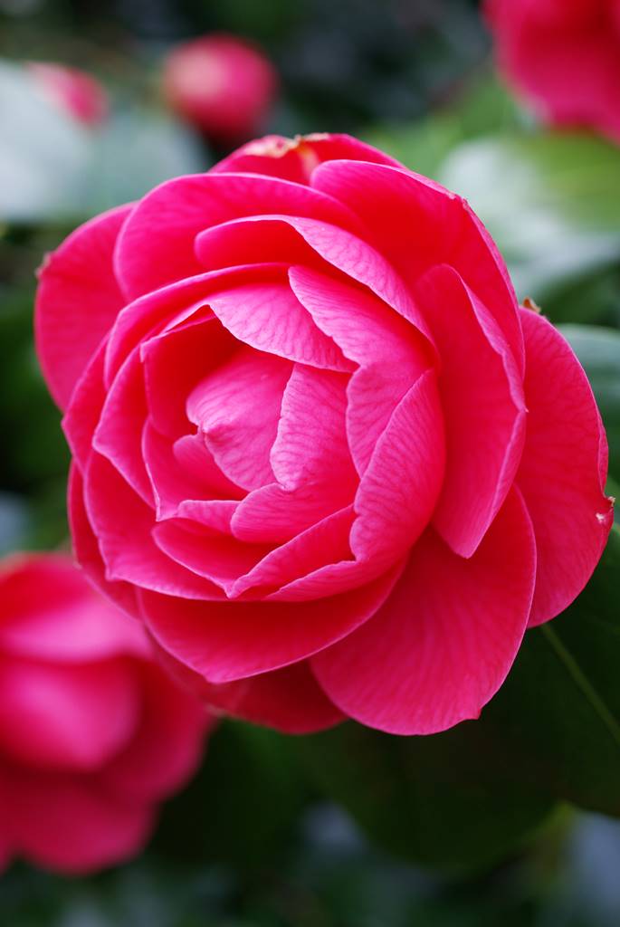 Camelia japonica