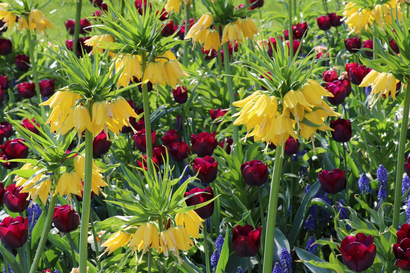 Fritillaria imperialis