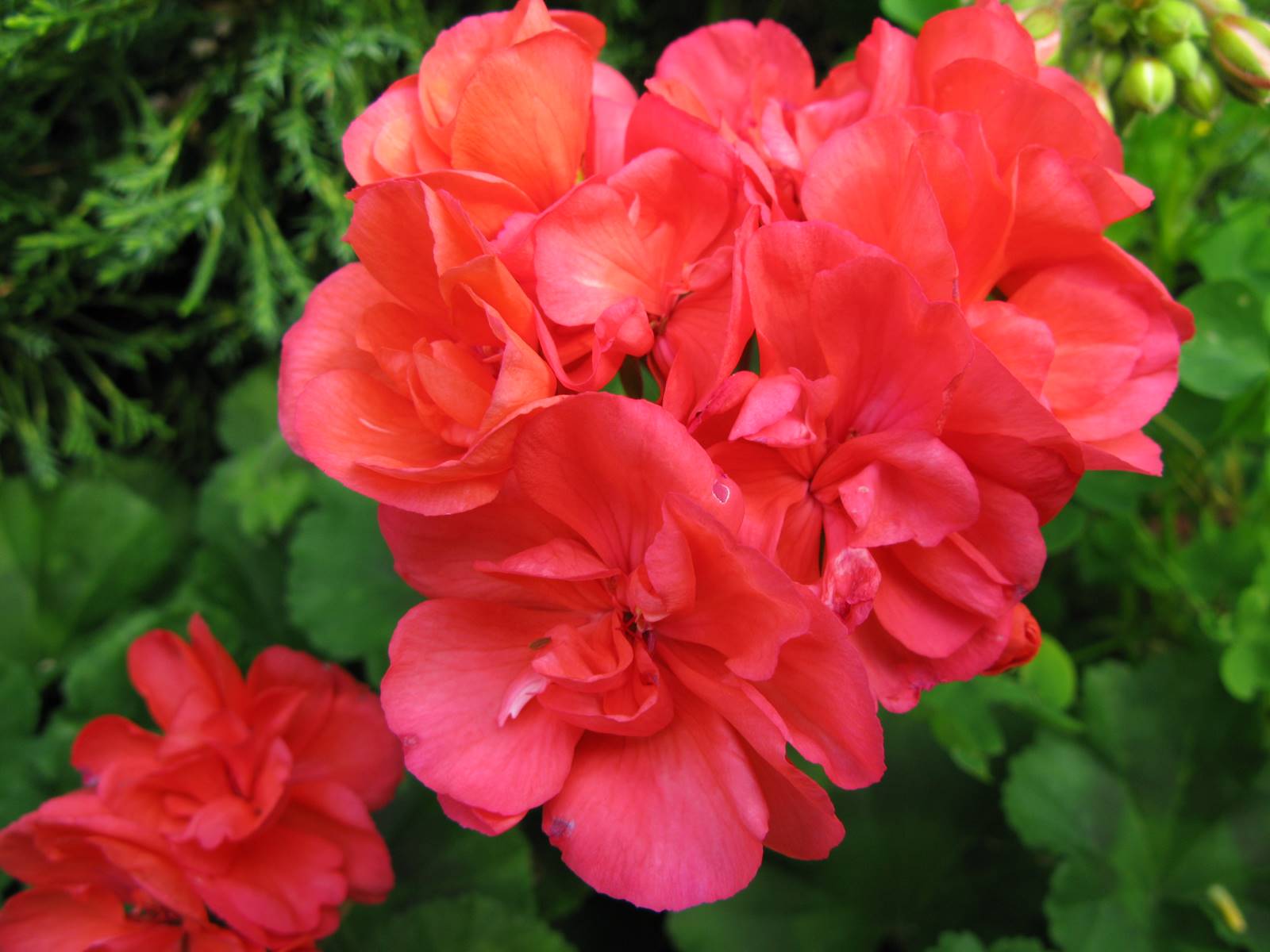 Geranium (1)