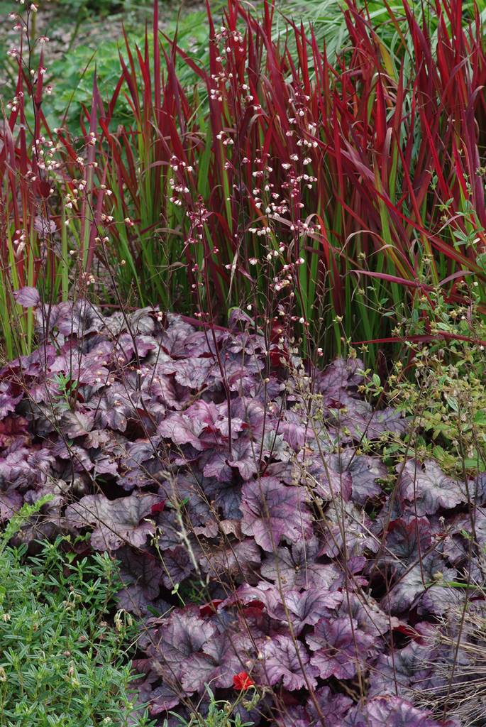 Heuchera et Imperata cylindrica Red Baron