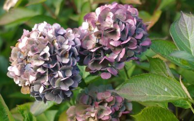 Mon jardin en octobre