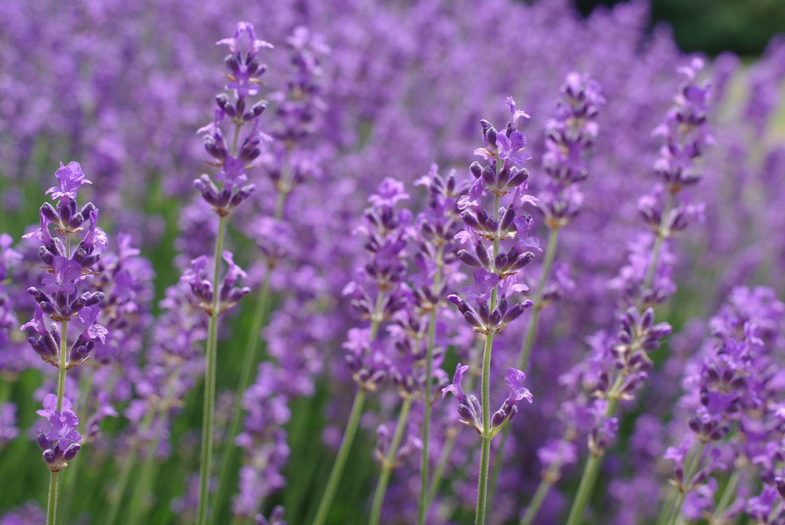 Lavande