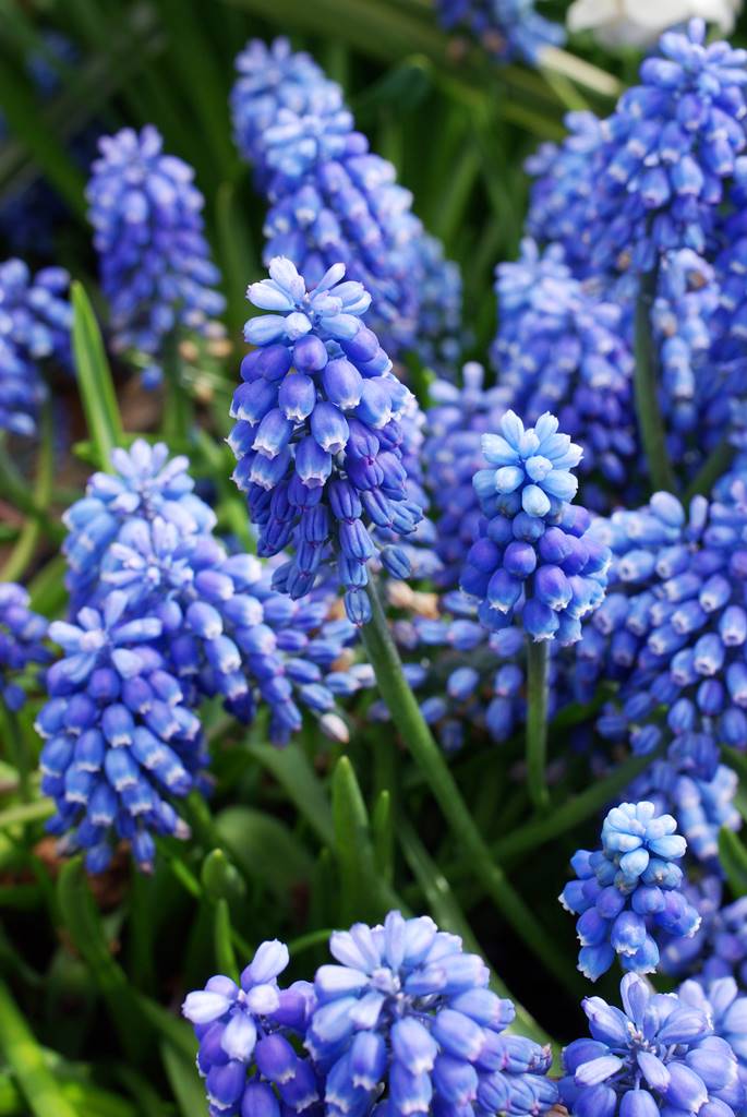 Muscari