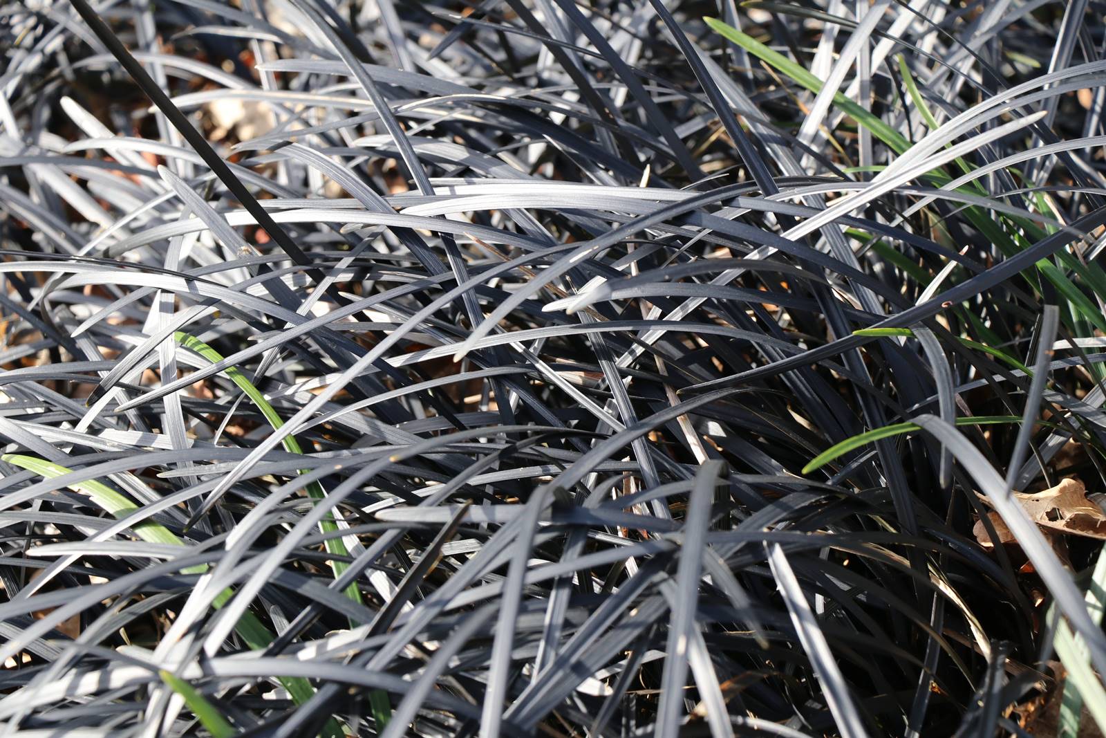 Ophiopogon planiscapus Nigrescens