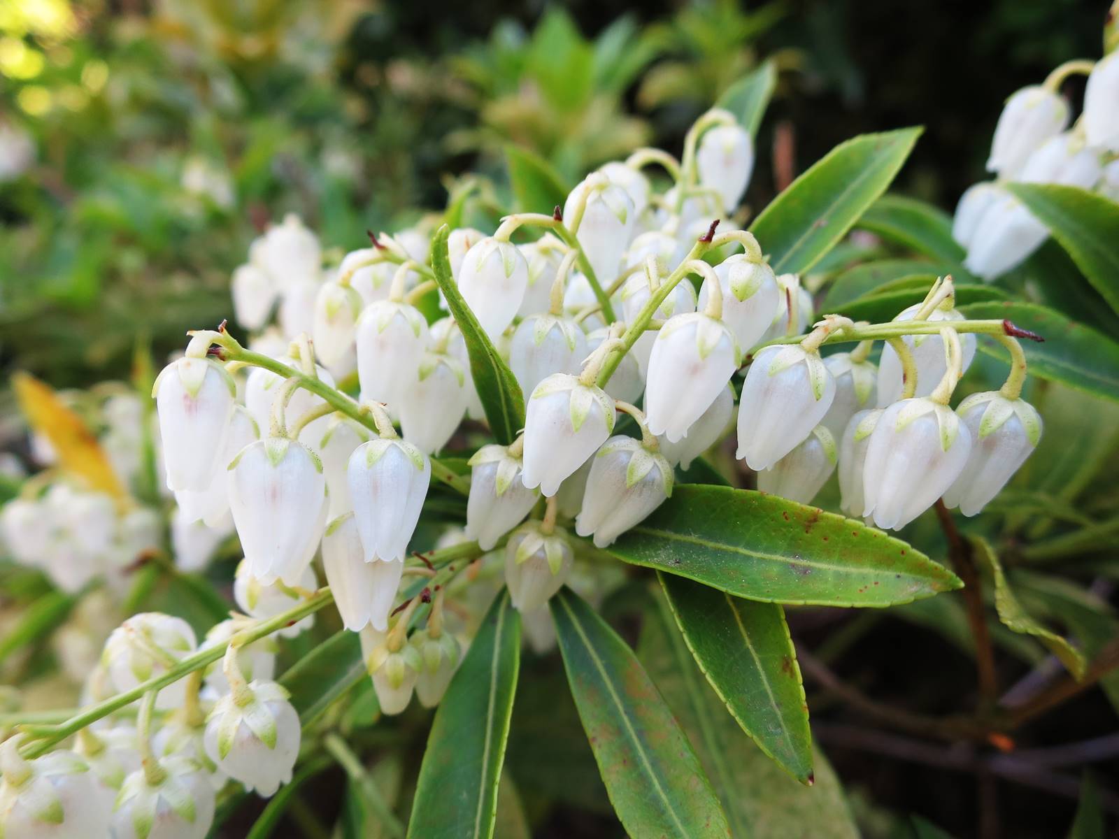 Pïeris japonica en fleurs