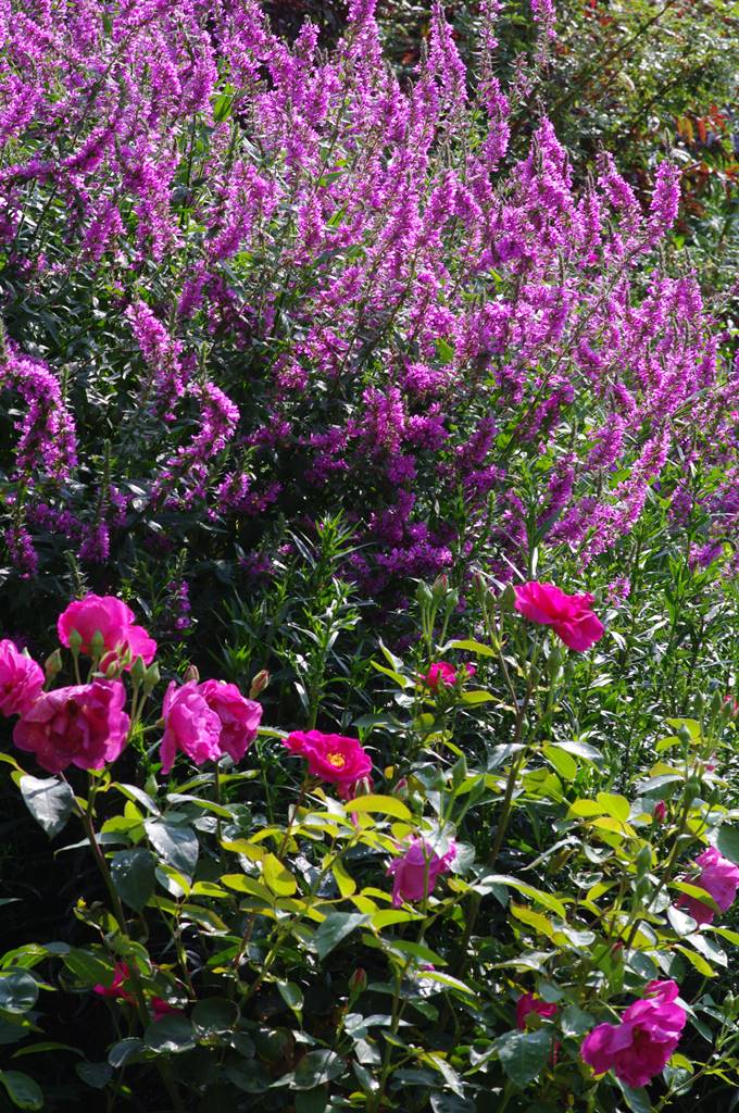 Rose et Lythrum salicaria