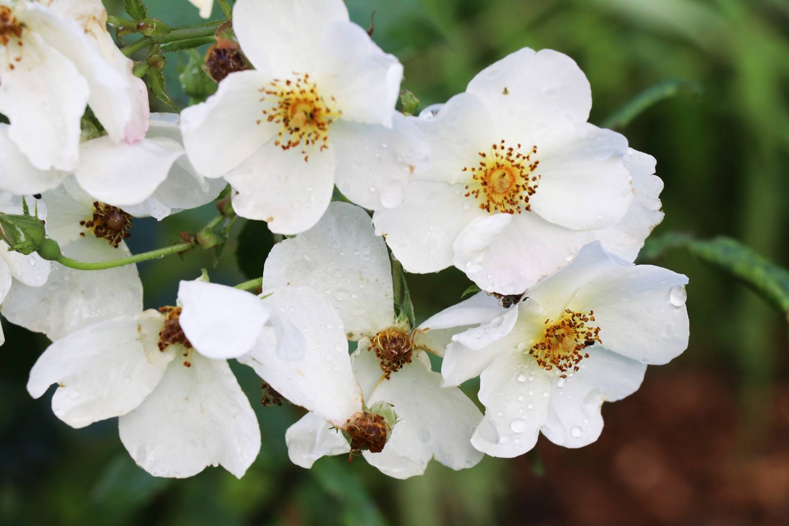 Rosier Kew Gardens Austin