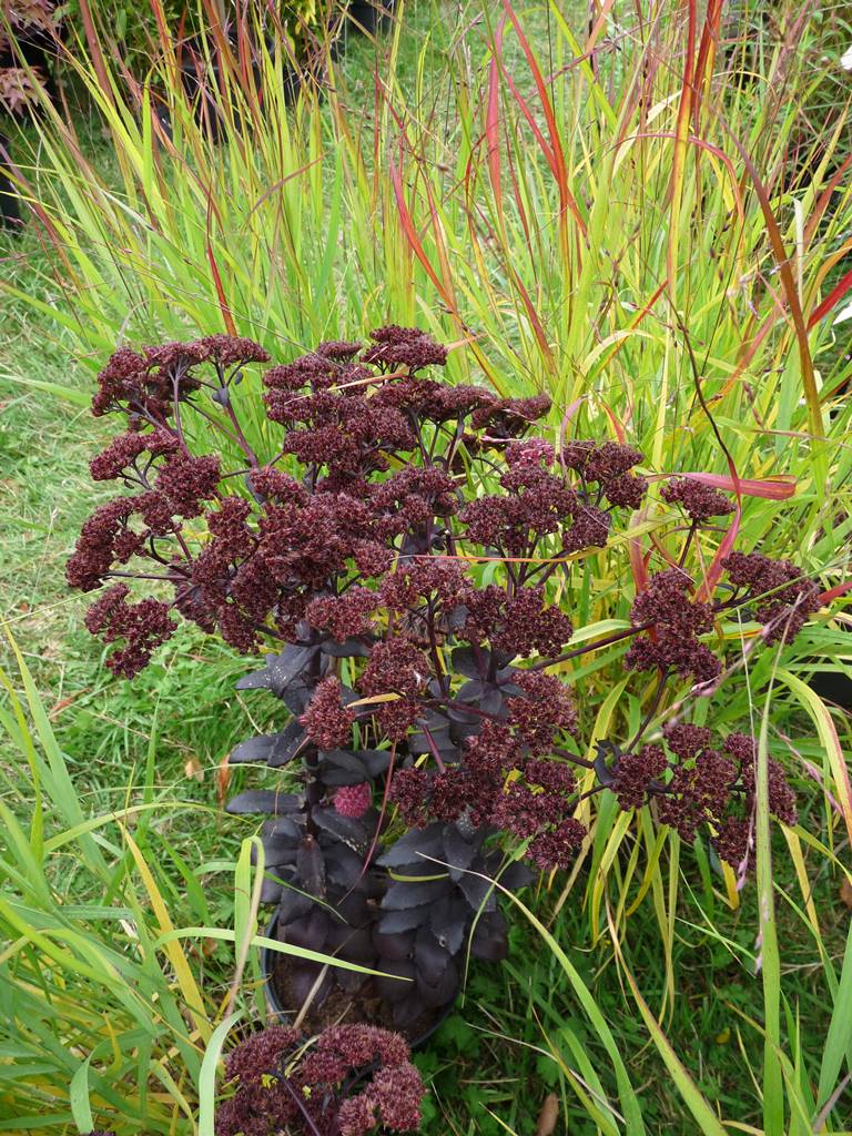 Sedum Purple Emperor (2)