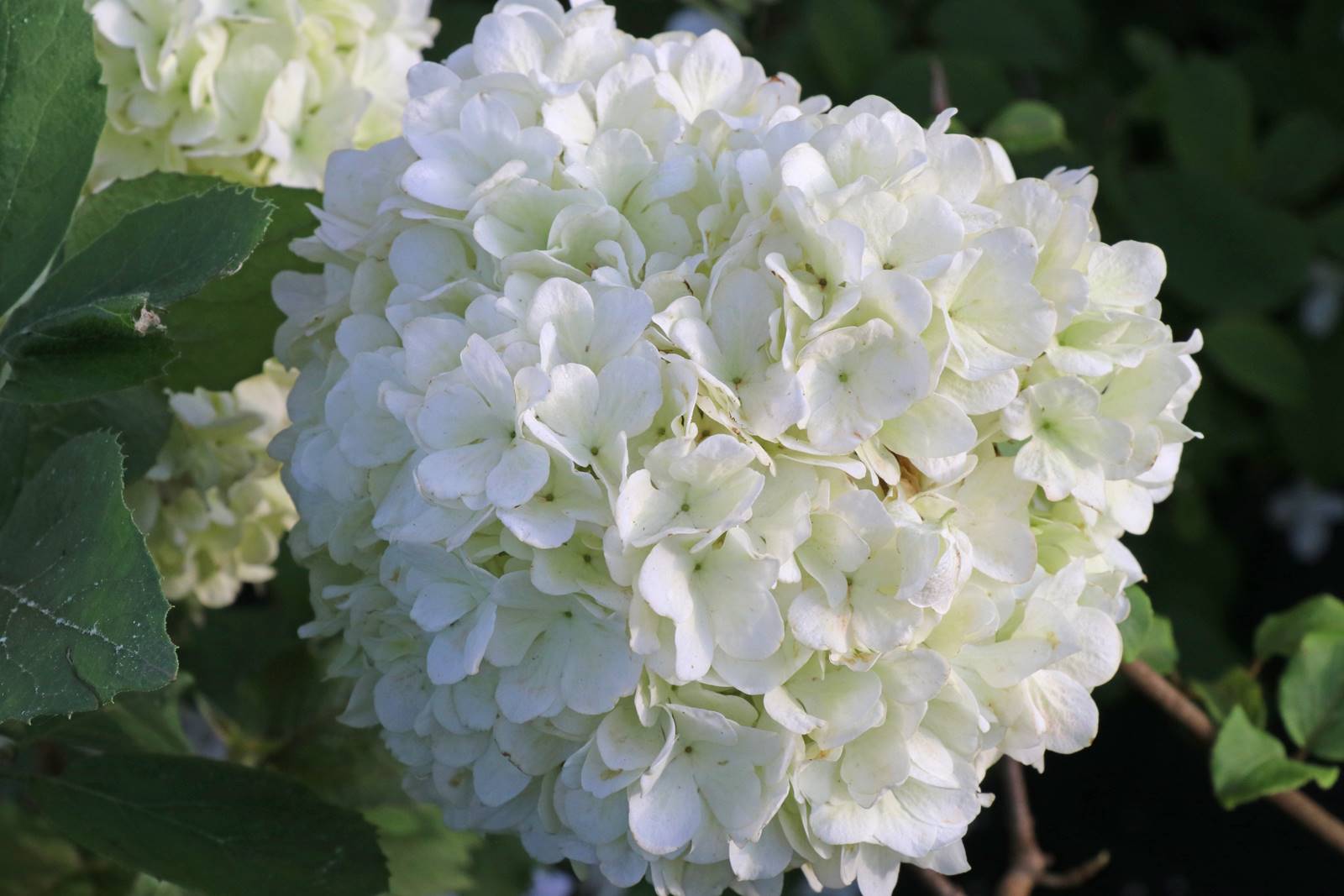 Viburnum macrocephalum Sterile