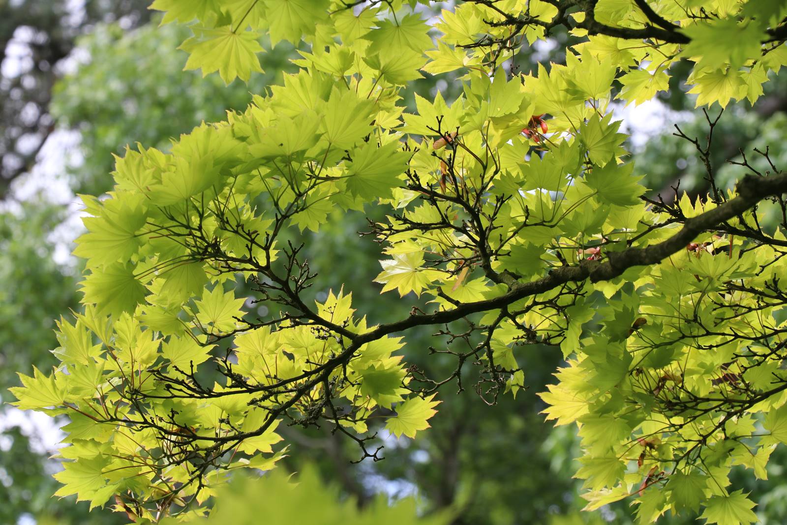 Acer japonicum Aureum