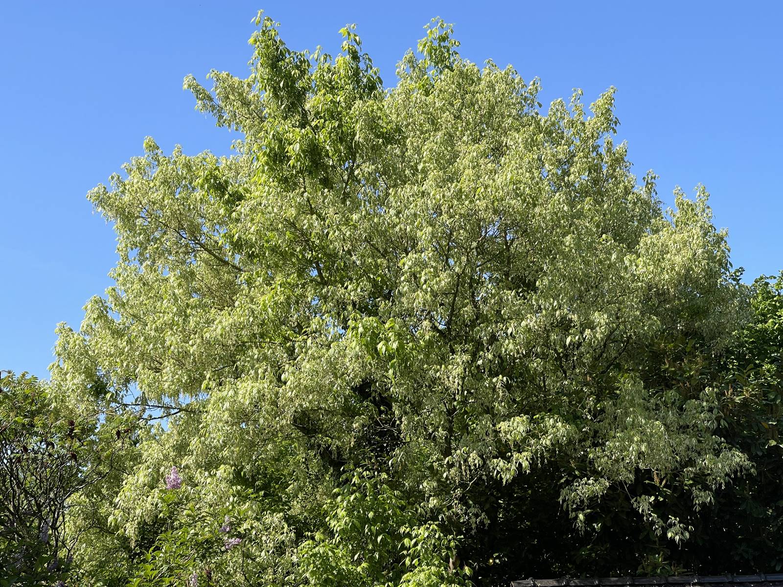 Acer negundo Variegatum (1)