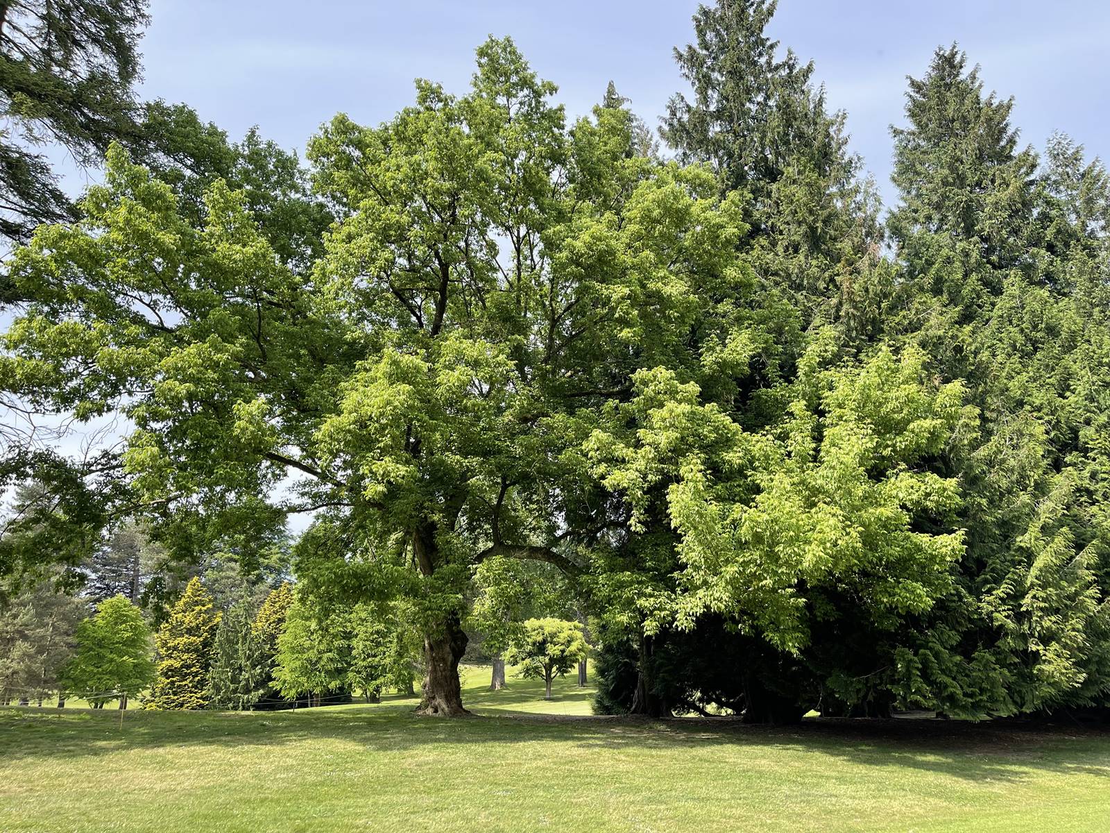 Acer negundo