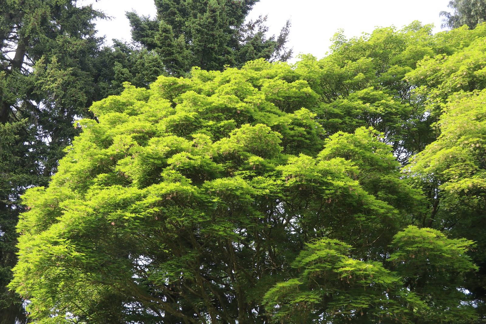 Acer palmatum