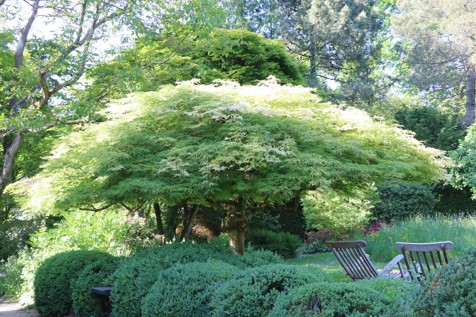 Acer palmatum Dissectum Acer palmatum Dissectum
