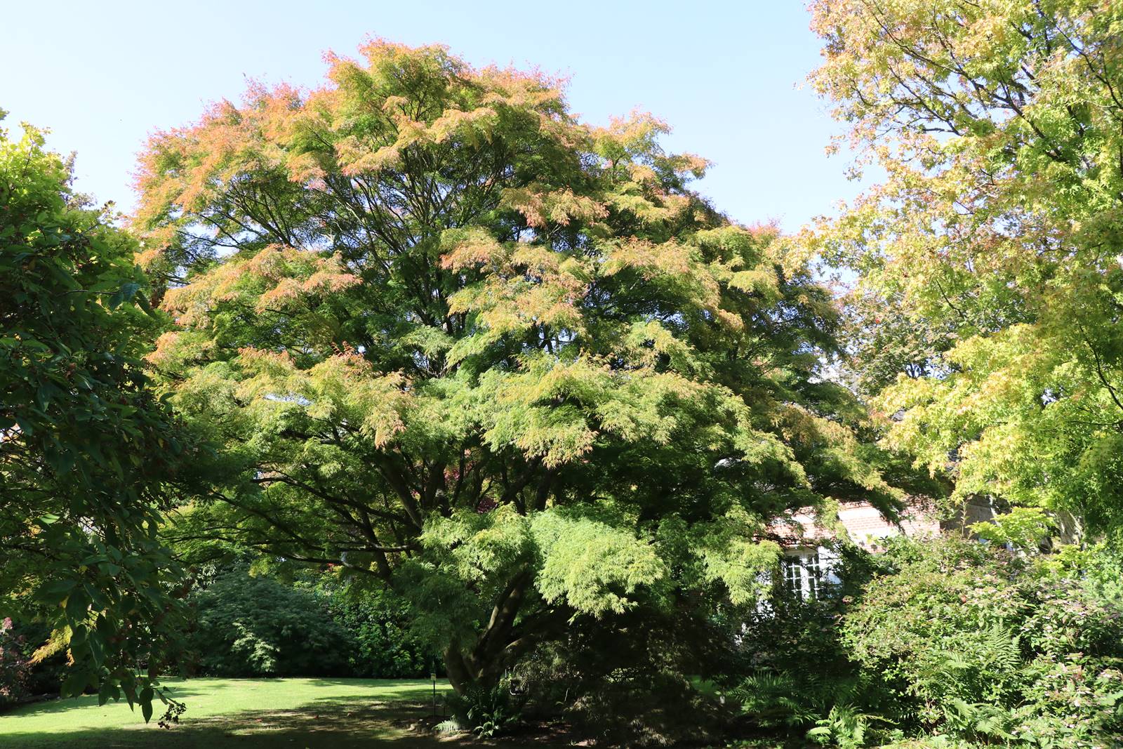 Acer palmatum Seiryu