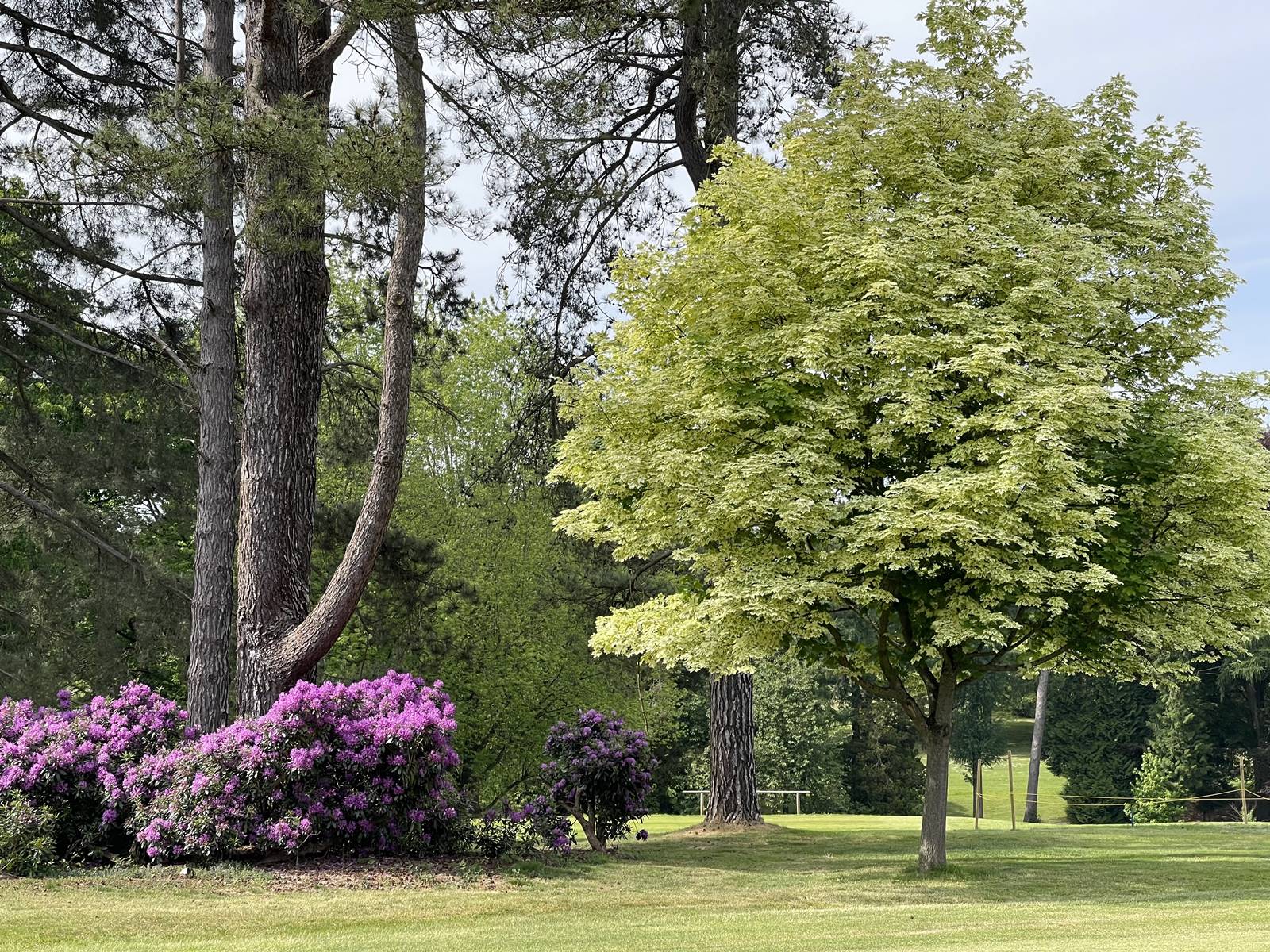 Acer platanoides Drummondii 06