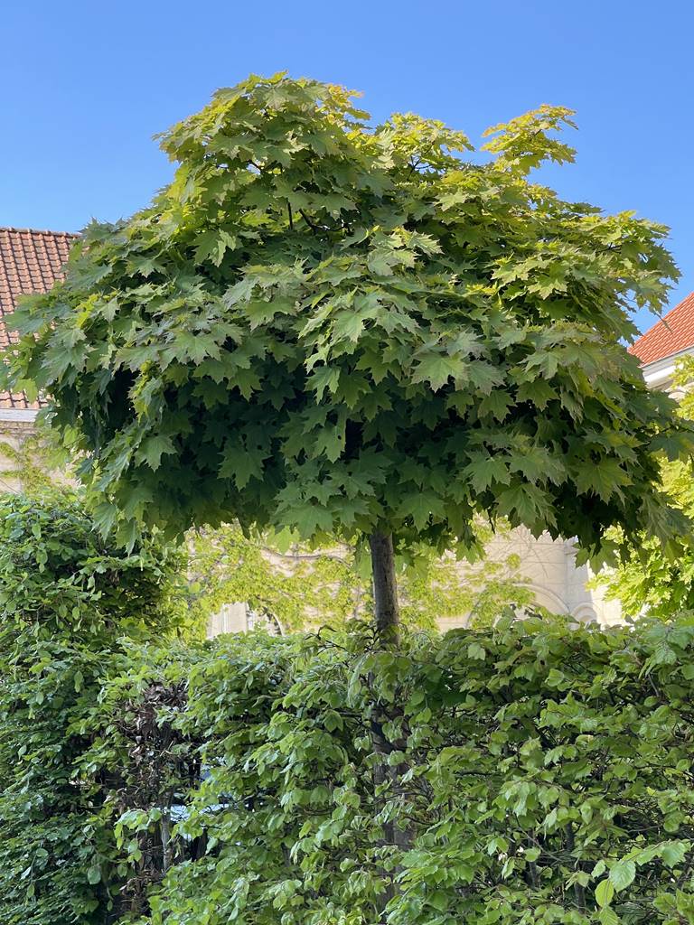 Acer platanoides Globosum (1) Acer platanoides Globosum (1)