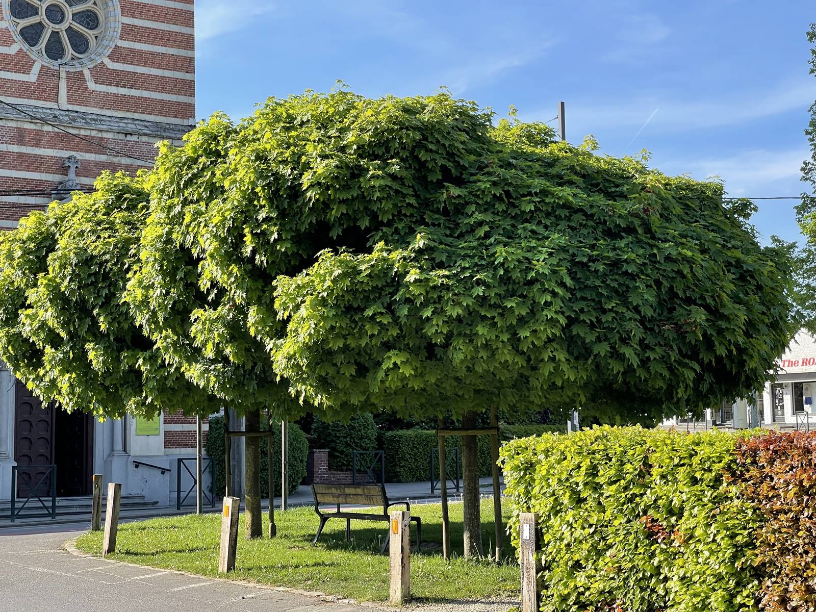 Acer platanoides Globosum (2) Acer platanoides Globosum (2)