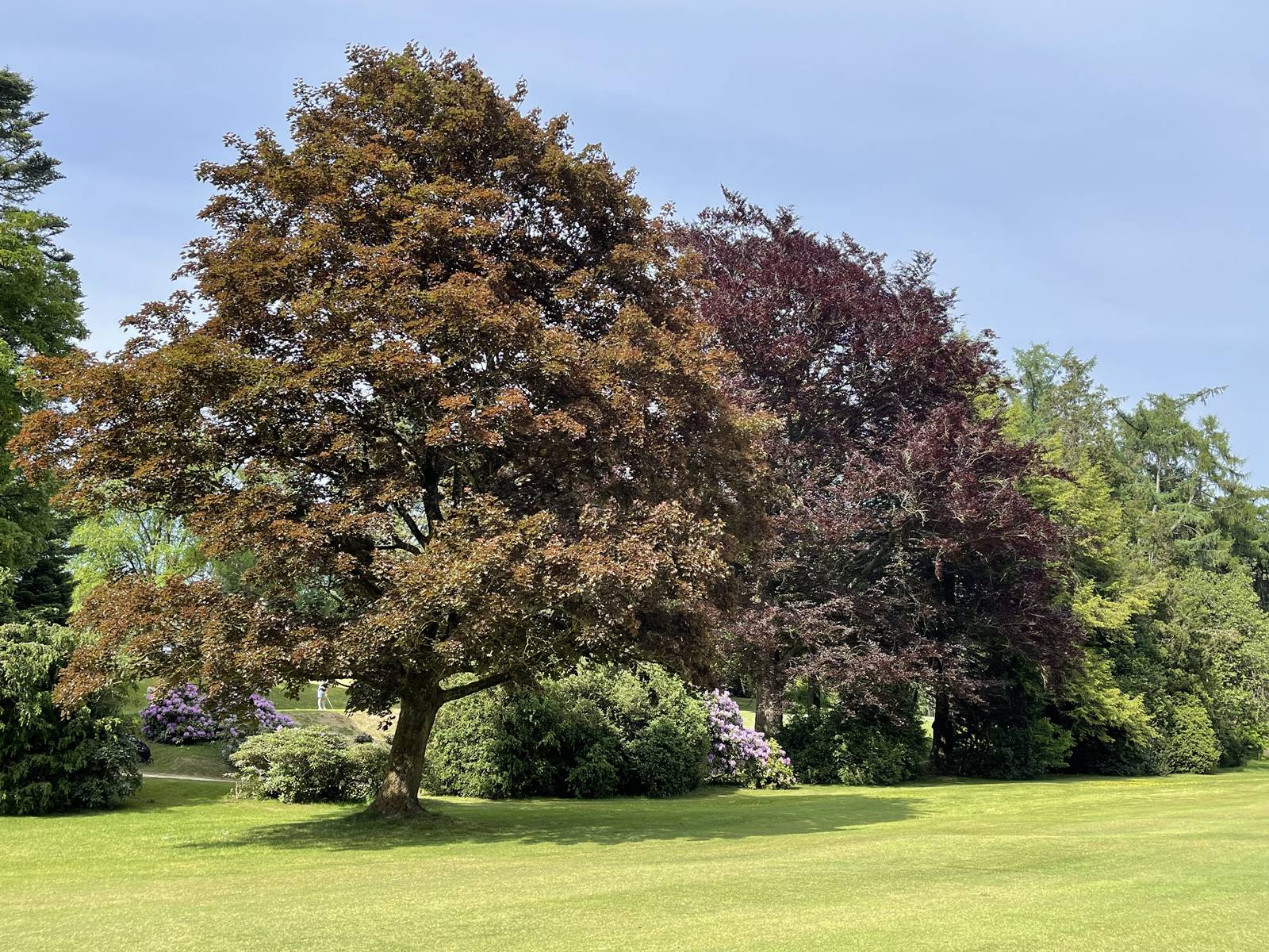 Acer pseudoplatanus f purpureum