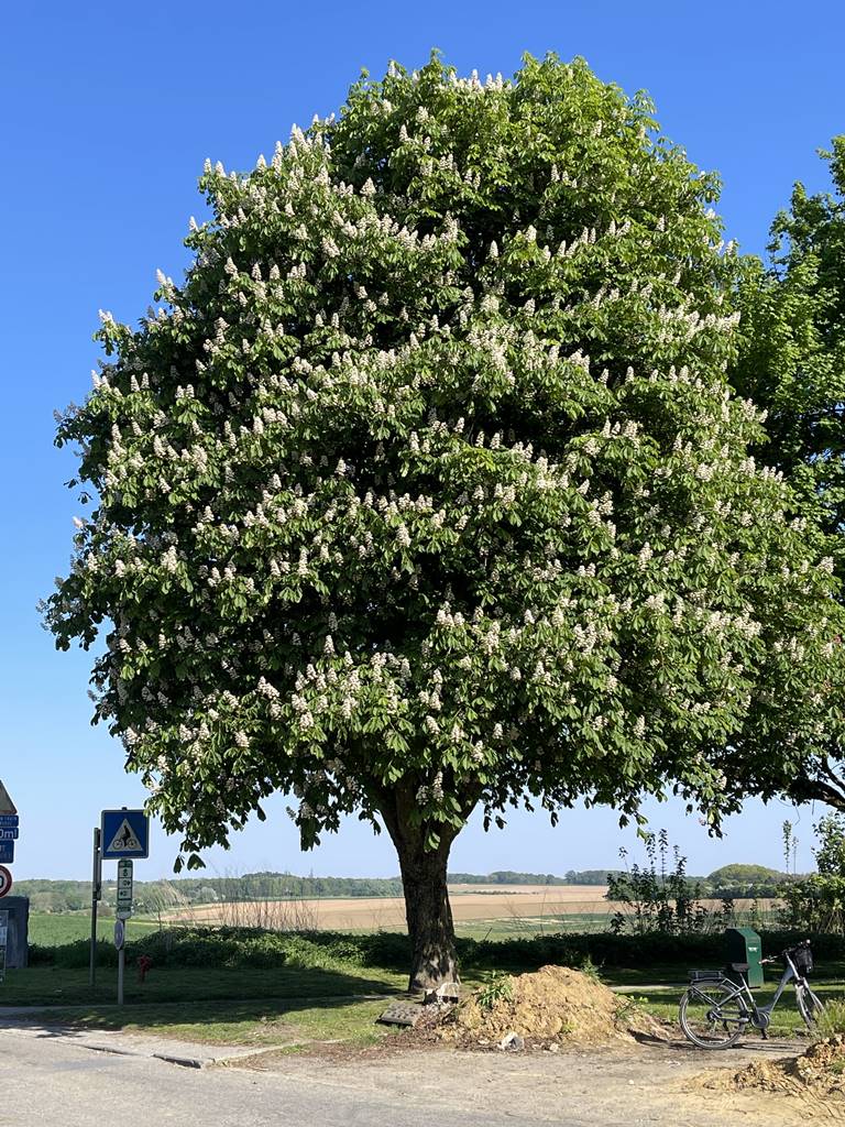 Aesculus hippocastanum
