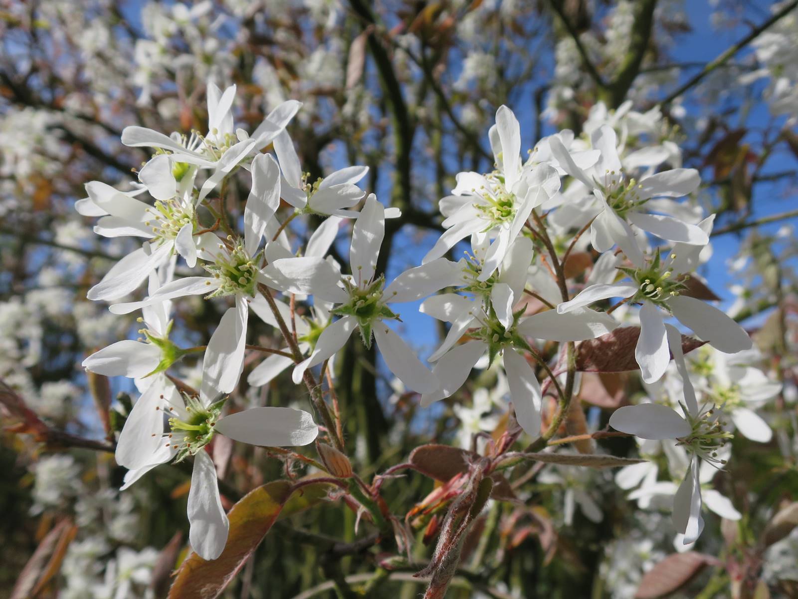 Amelanchier lamarckii Amelanchier lamarckii