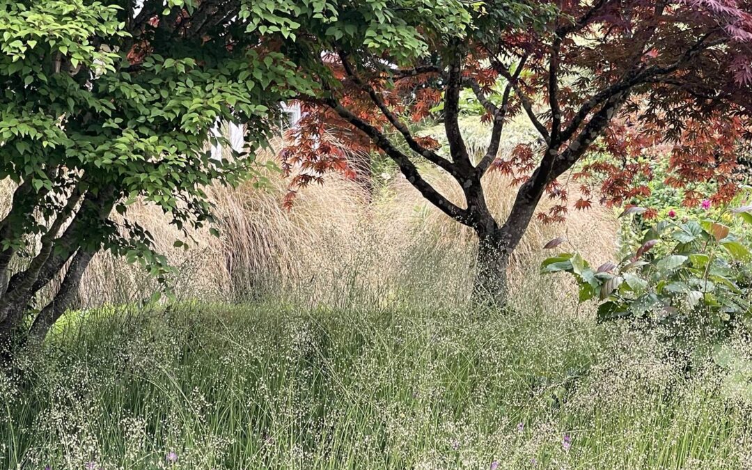 Quel arbre pour mon jardin?