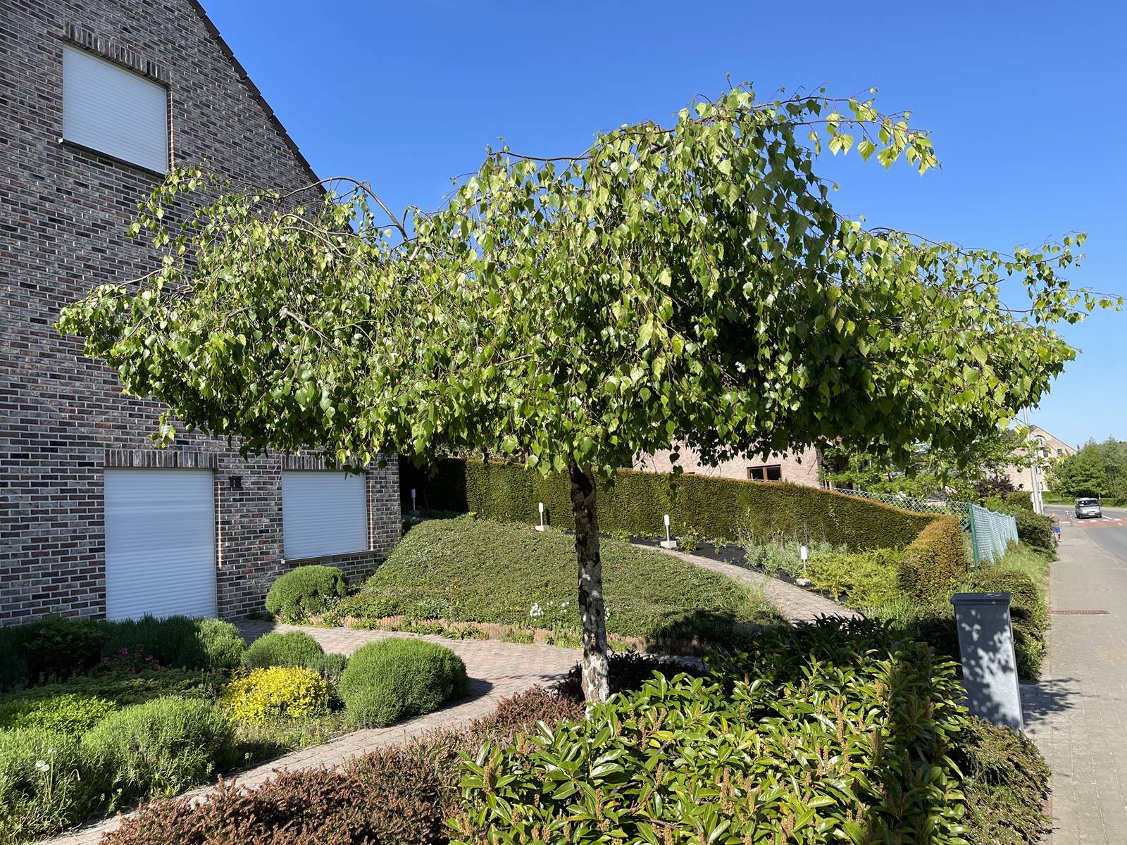 Betula pendula Youngii Betula pendula Youngii