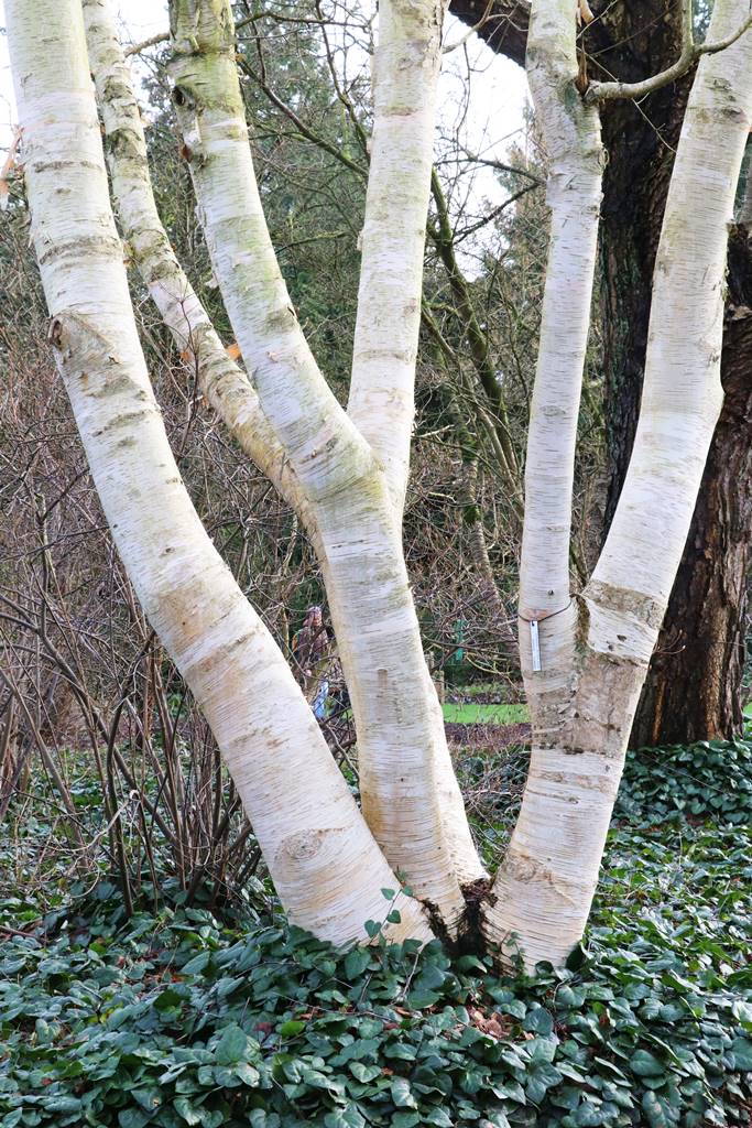 Betula utilis var. jacquemontii