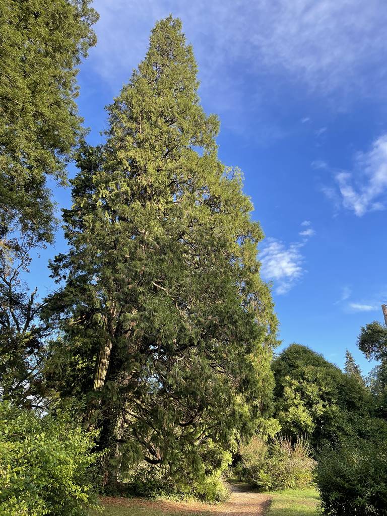 Calocerus decurrens Calocerus decurrens