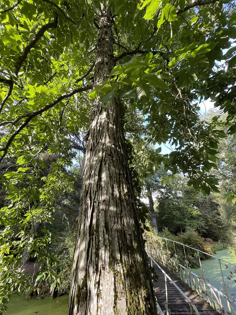 Carya ovata Carya ovata