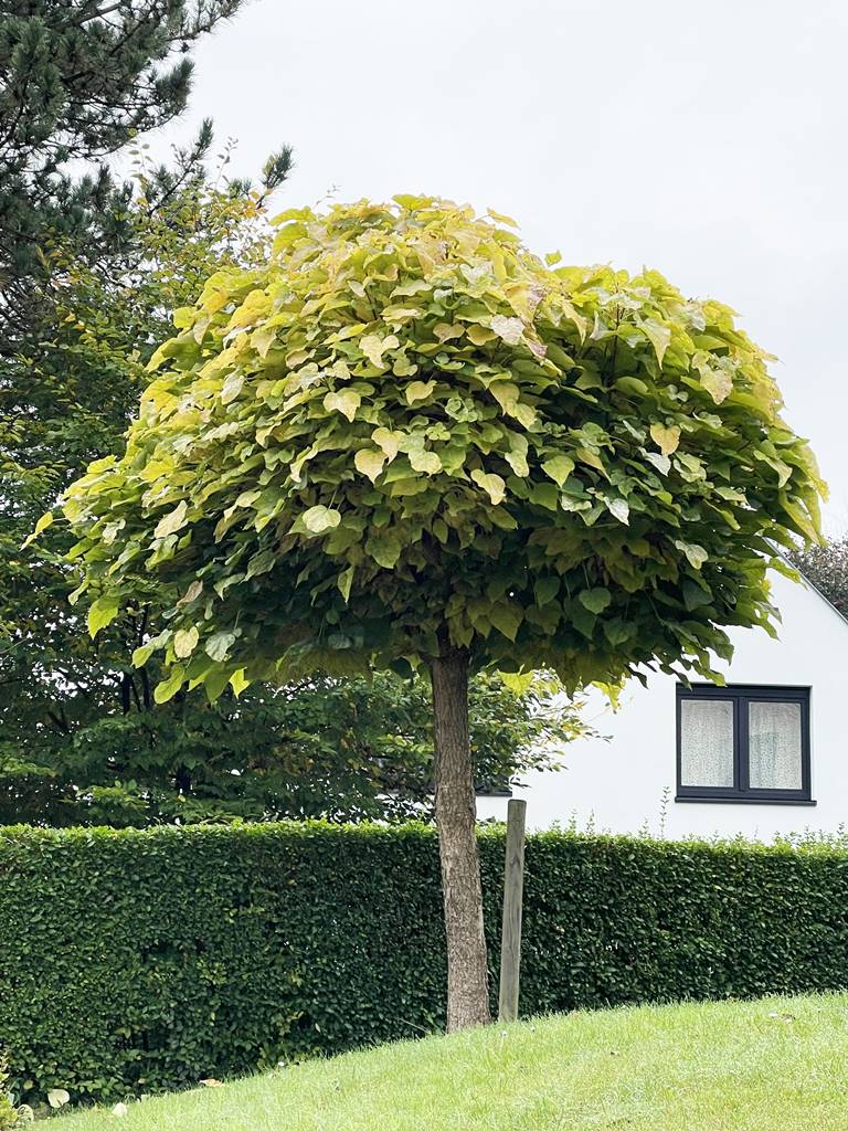 Catalpa bungei Catalpa bungei