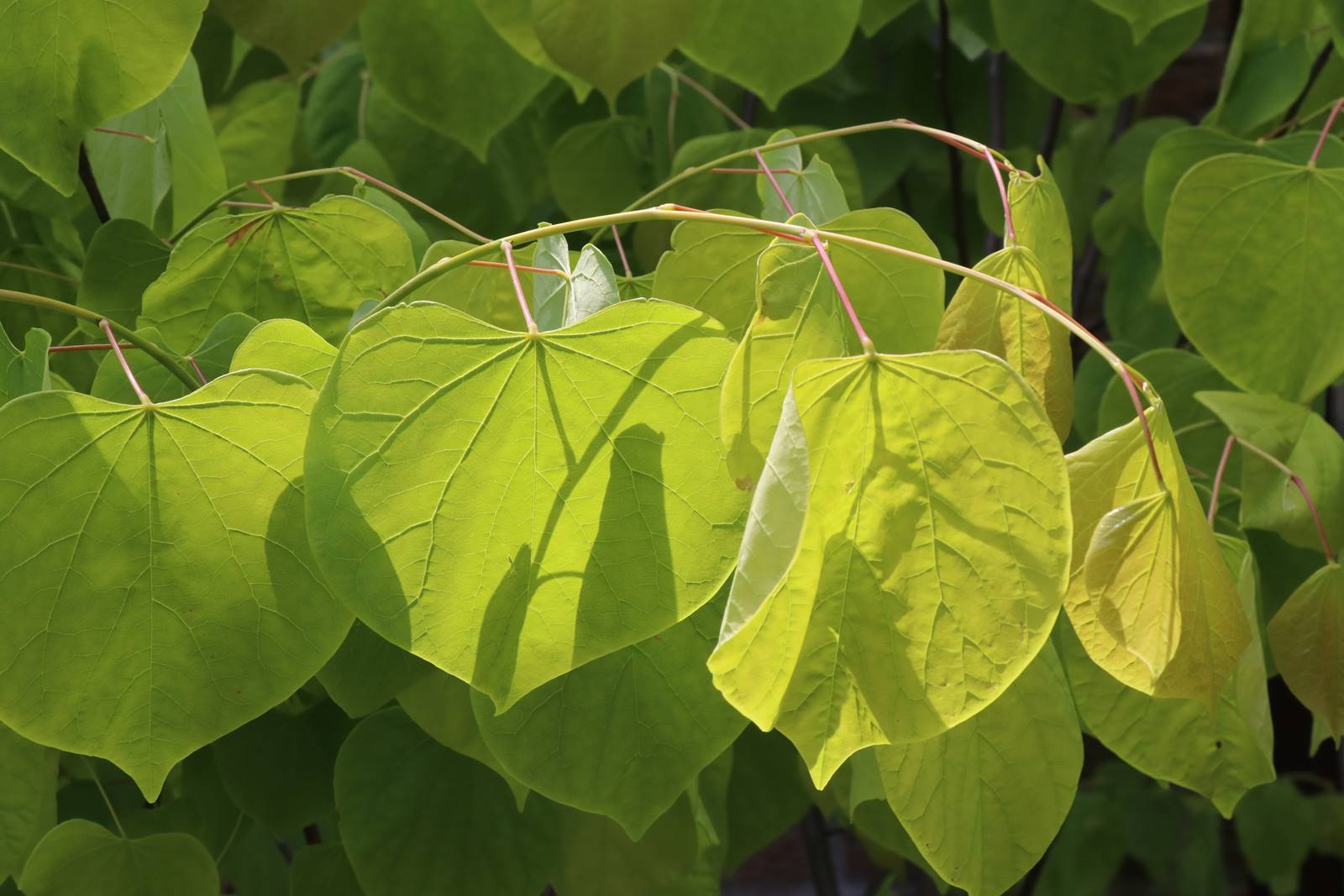 Cercis canadensis Oklahoma Cercis canadensis Oklahoma