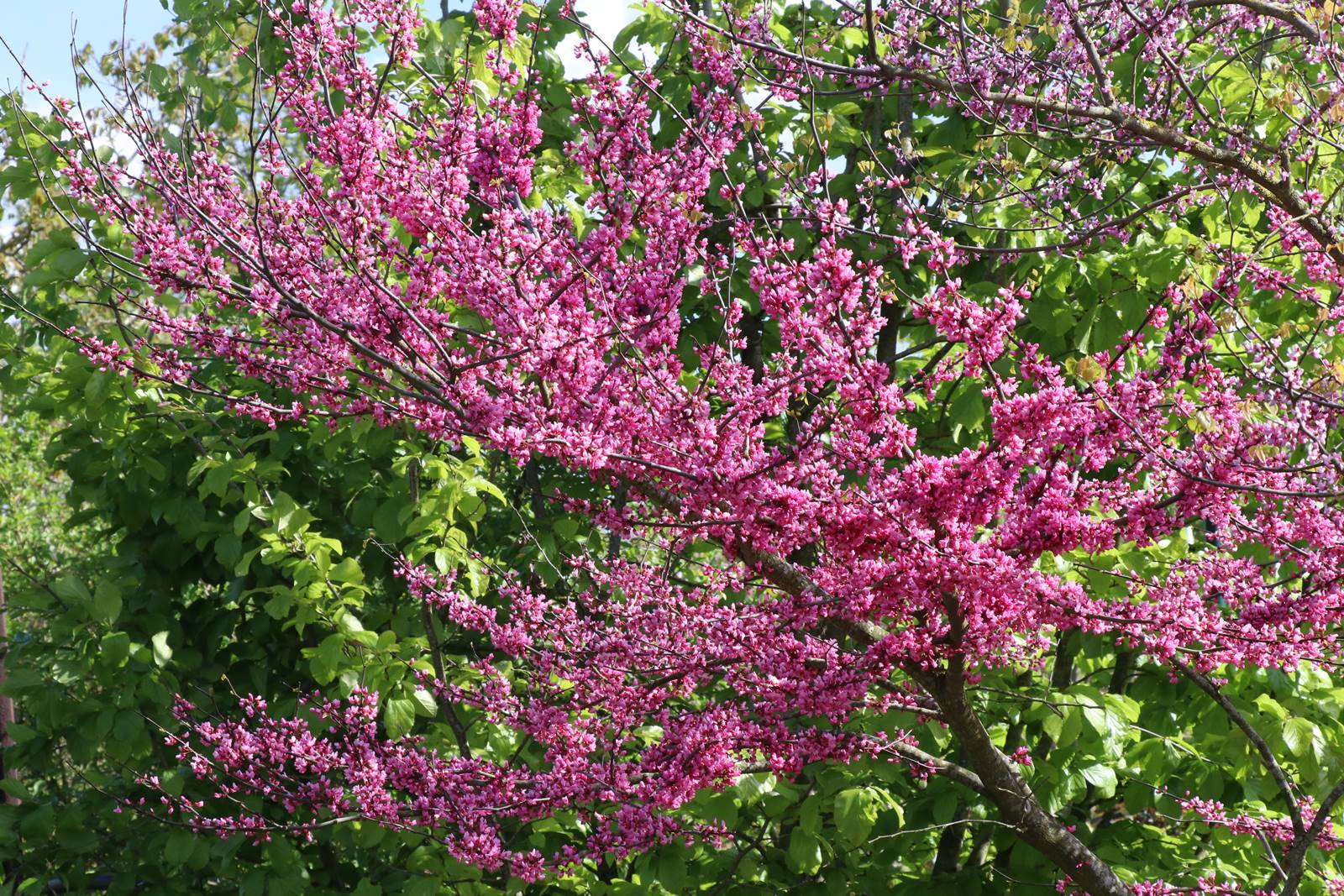 Cercis siliquastrum